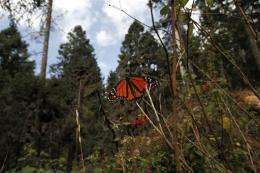 Mexico's monarch butterfly  reserve stops logging