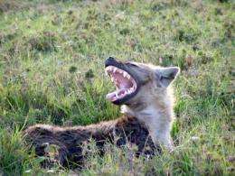 Microbes help hyenas communicate via scent
