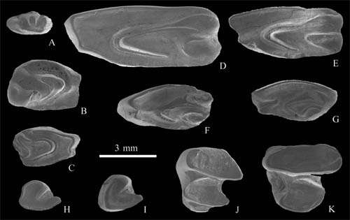 Middle Miocene Ochotonids found from Siziwang Qi, Nei Mongol