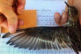 Migratory birds may reveal further impact of oil spill