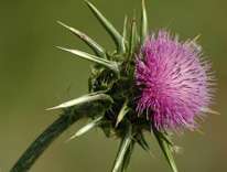 Milk thistle hits prostate cancer two ways