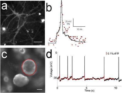 Your brain on dye: Imaging neuronal voltage with fluorescent sensors and molecular wires