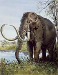 Mini-mammoths lived on Crete: scientists