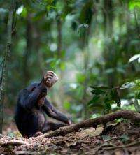 Neighboring chimp communities have their own nut-cracking styles