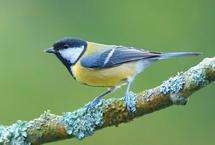 Mobs rule for great tit neighbours