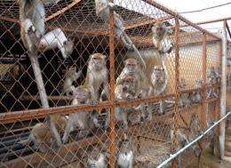 Monkeys from Laos farms are being sold to companies in China and Vietnam