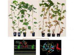 More grapes, less wrath: Hybrid antimicrobial protein protects grapevines from pathogen