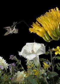 Moths wired two ways to take advantage of floral potluck
