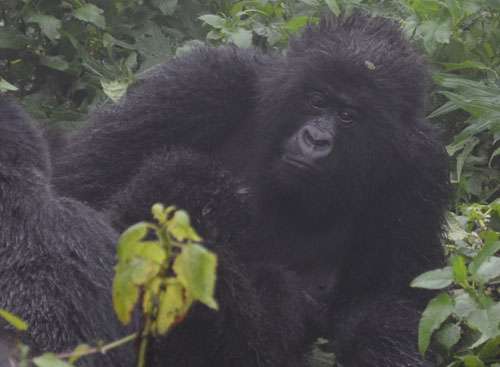 Mountain gorillas now the only great ape with clear signs of increasing population despite continued pressure on habitat