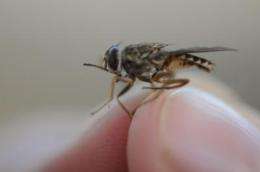 MSU plan would control deadly tsetse fly