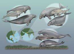 Multiple species of seacows once coexisted: study