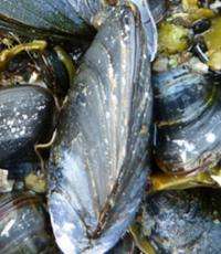 Mussel power: Ocean shells can help predict rise in sea levels