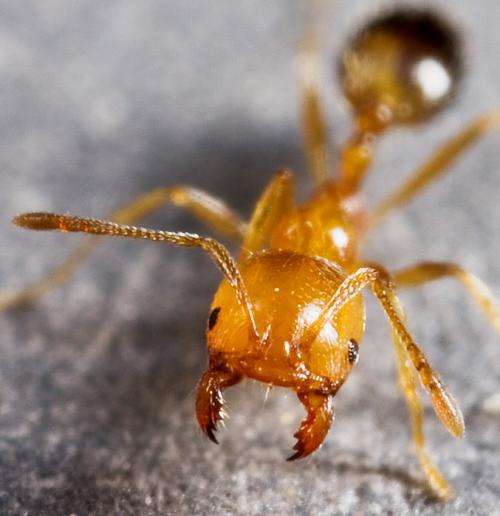 Name that ant! New online tool helps identify alien ant invaders