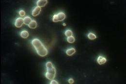 Nanobacteria - Are They Alive?