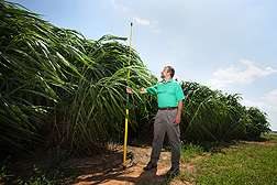 Napiergrass: A potential biofuel crop for the sunny Southeast