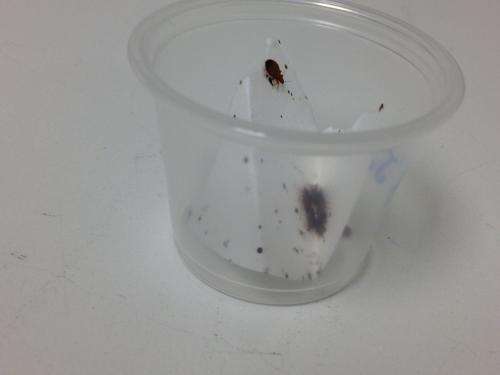Natural fungus may provide effective bed bug control