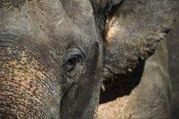 Nearly 500 elephants have been killed in a Cameroon national park in less than two months by poachers