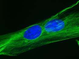 Need Muscle for a Tough Spot? Turn to Fat Stem Cells