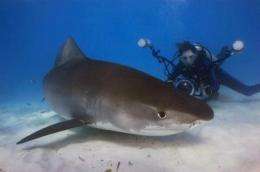 Neurotoxins in shark fins: A human health concern
