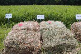 New alfalfa variety could be big boost to dairy industry