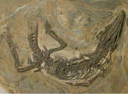 New Archosaur Found from the Marine Triassic of Southwestern China