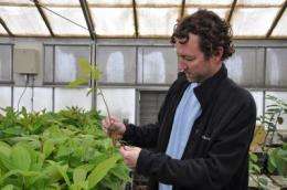New avocado rootstocks are high-performing and disease-tolerant