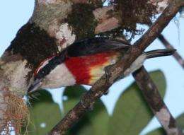 New bird species discovered in 'cloud forest' of Peru