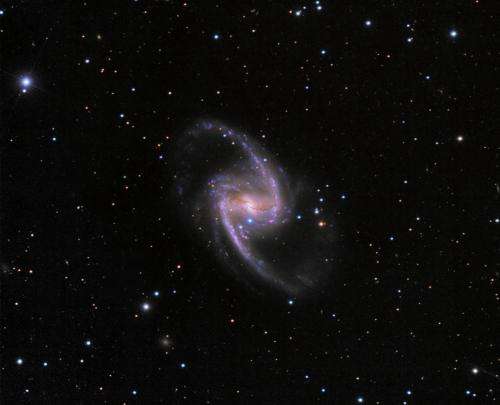 New bright and blue supernova in NGC 1365