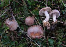 New Danish fungal species discovered