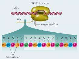 New details about gene regulation explained