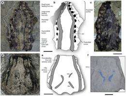 New finding extends the range of anatomically modern coelacanths to the early devonian
