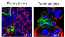 New findings contradict current views on cancer stem cells