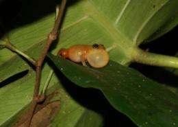 New frog species from Panama dyes fingers yellow