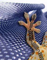 New gecko insights inspire even stronger adhesives