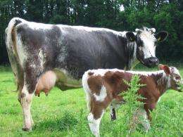 New genetic phenomenon discovered in Witrik cattle