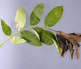 New genetics project could help save the ash tree