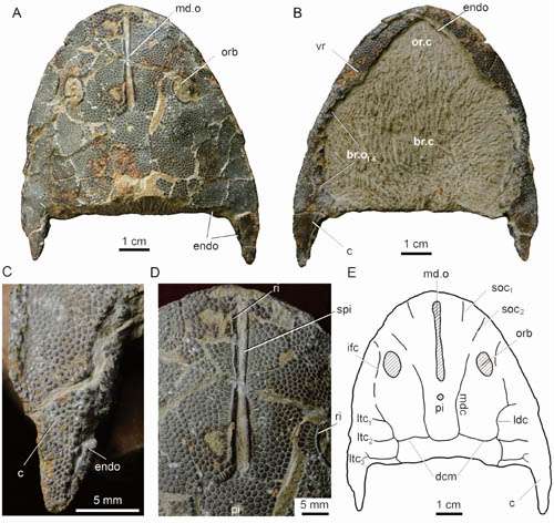 New Genus Of Eugaleaspidiforms Found From the Ludlow, Silurian Of Qujing, Yunnan, Southwestern China