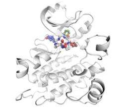 New inhibitors of a cancer-causing protein may lead to targeted therapeutics