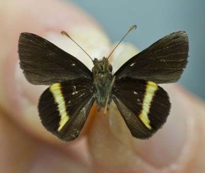 New Jamaica butterfly species emphasizes need for biodiversity research