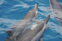 New maps may reduce tourism impacts on Hawaiian dolphins