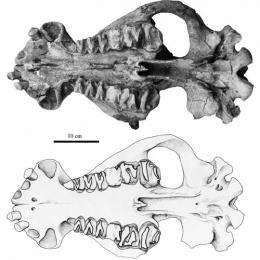 New material of mammal coryphodontid found from the erlian basin of nei mongol