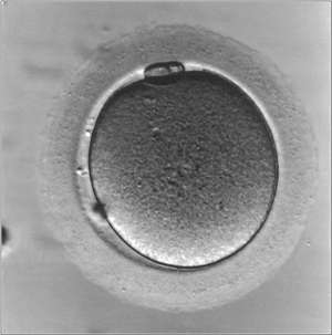 New method increases viability of frozen embryos, expands reproductive options