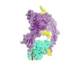 New molecular structure offers first picture of a protein family vital to human health