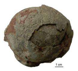 New oofamily of dinosaur egg found