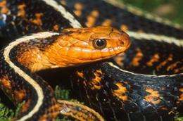 New paper examines poison resistance in snakes around the world