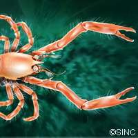 New reclusive crab species found tucked away on Galician seabed