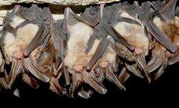 New research highlights: 'Conservation and Management of Eastern Big-Eared Bats'