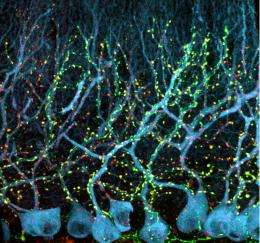 Disorder of Neuronal Circuits in Autism is Reversible