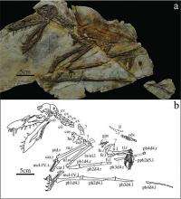 New Scaphognathid Pterosaur found from Western Liaoning, China