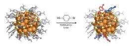 New structural information on functionalization of gold nanoparticles